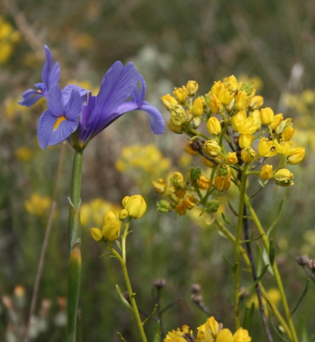 Wild Iris found around Pinos del Valle